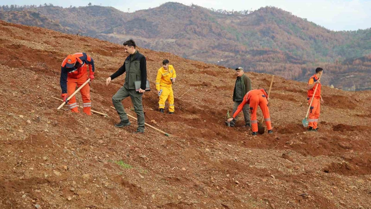 Muğla Orman Bölge Müdürlüğü 'Yeşil Vatan' Seferberliğiyle 11 Kasım'da 30 Noktada Fidan Dikecek