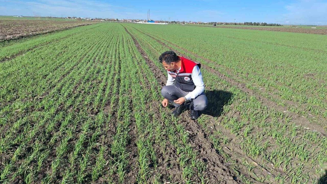 Muratlı'da hububat tarlalarında ekin kambur böceği tespiti