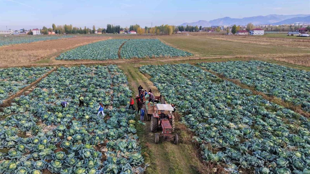 Muş Ovası'nda genç gönüllüler lahana hasadına destek oldu