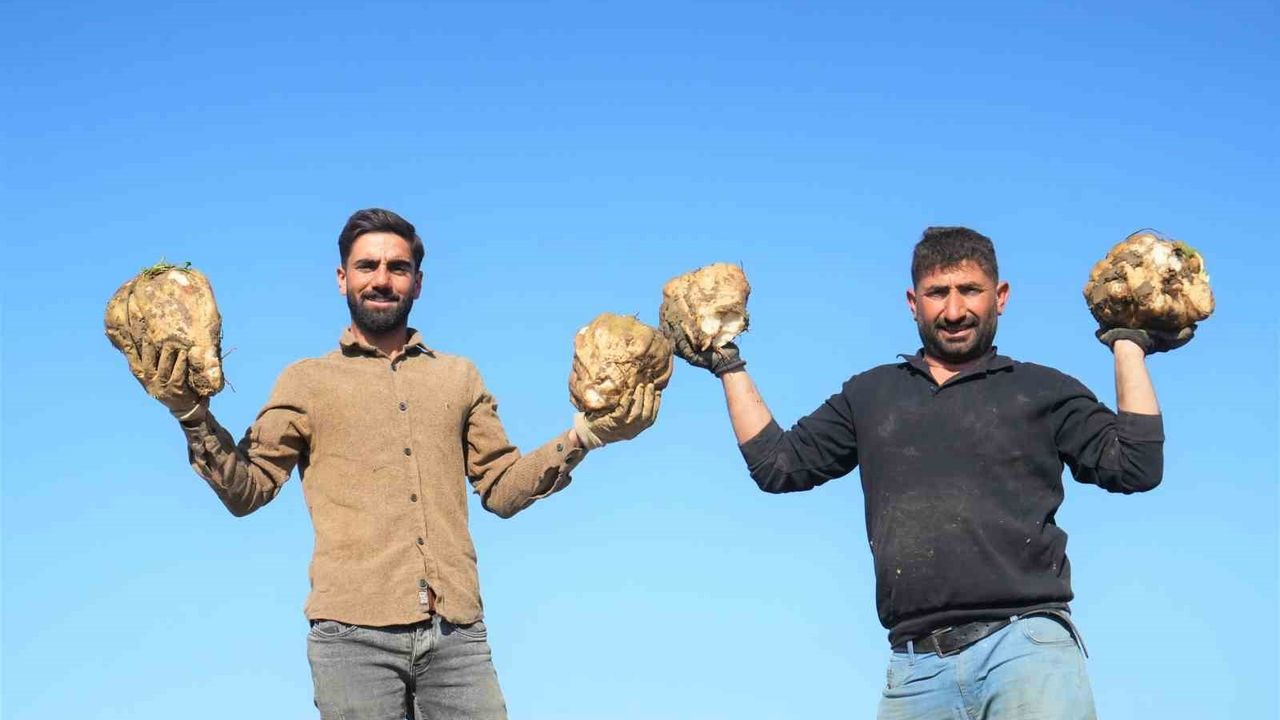 Muş Ovası'nda Şeker Pancarı Hasadı Devam Ediyor