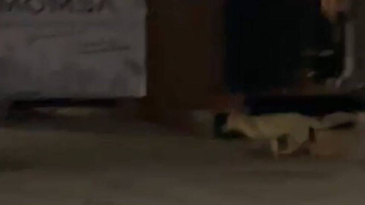 Muş'ta aç kalan tilki şehir merkezinde görüntülendi