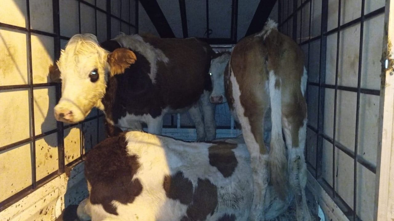 Muş’ta çalınan 3 büyükbaş hayvan jandarma kontrolünde bulundu