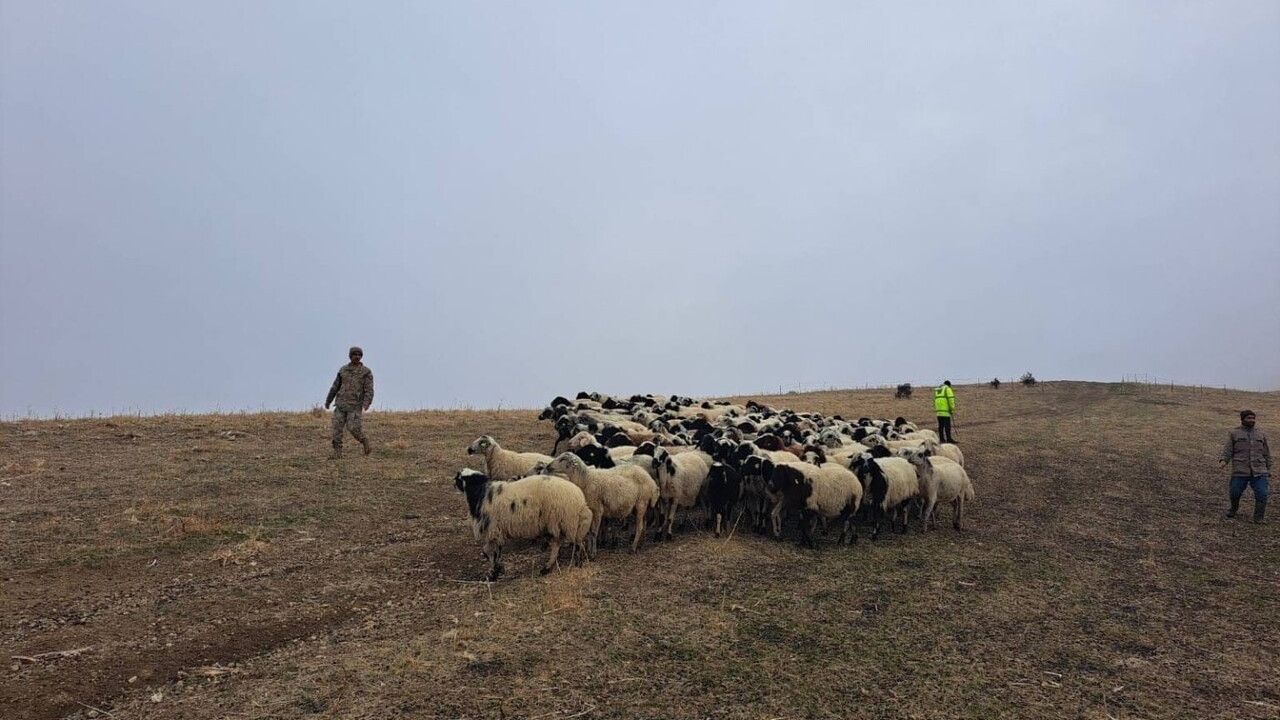 Muş’ta kaybolan yaklaşık 200 küçükbaş jandarma ekiplerince bulundu ve sahibine teslim edildi