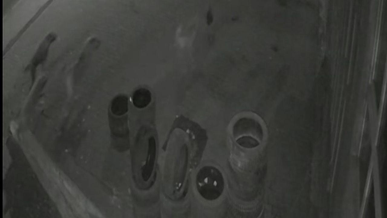 Muş'ta Tavuk Sokak Köpeklerinden Kaçıp Oto Lastikçiye Sığındı