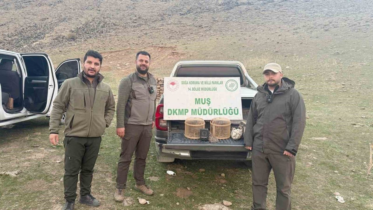 Muş'ta yasa dışı kafes avcılığı yapan kişi suçüstü yakalandı