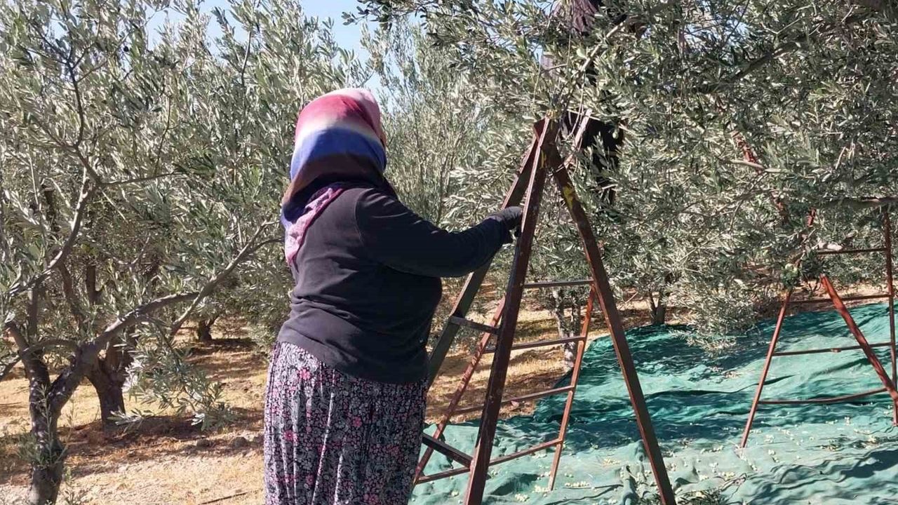 Mut'ta zeytin hasadı: 120 bin ton rekolte, 10 bin ton zeytinyağı bekleniyor