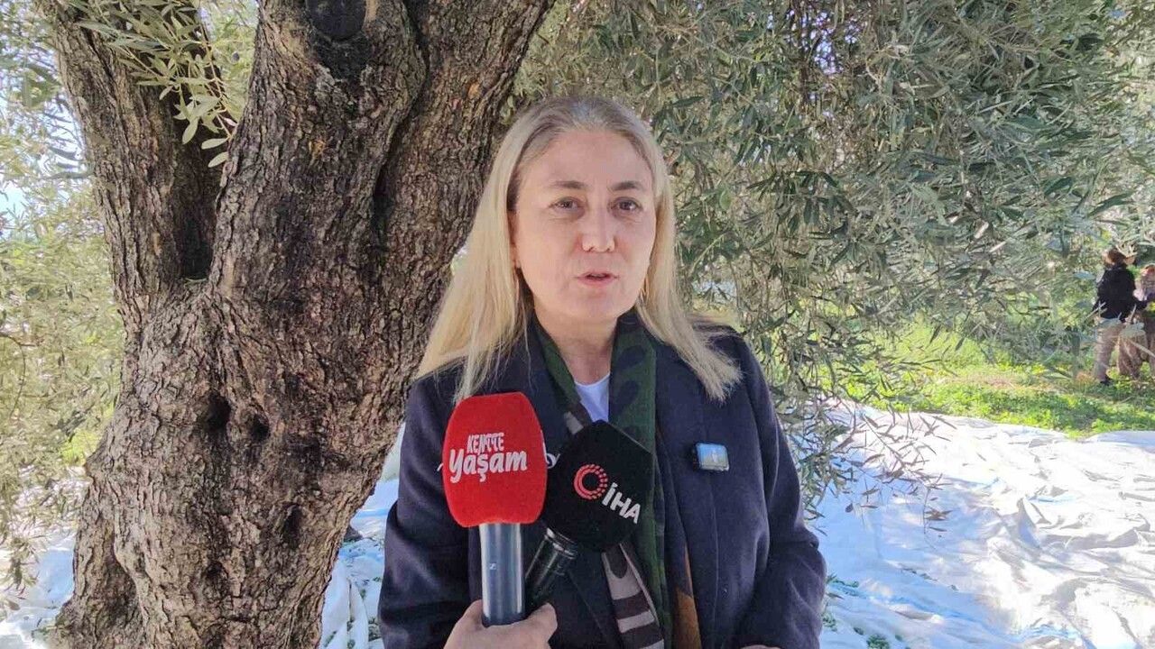 Nazilli Yalınkuyu’da zeytin hasadı sürüyor