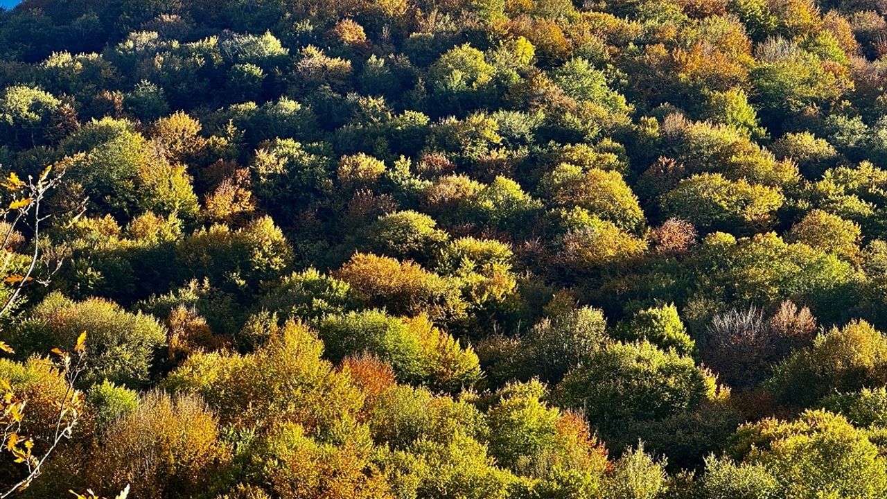 Nebiyan Dağı Sonbahar Renklerine Daldı