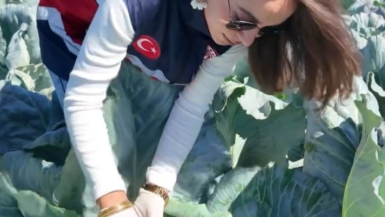 Niğde'de lahana tarlalarında hasat öncesi pestisit denetimi