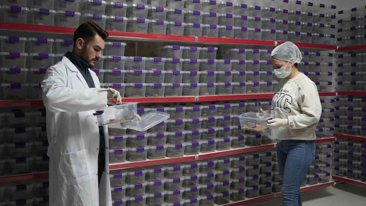 Niğde'den akrep zehri ihracatı: Aile işletmesinden dünya pazarına