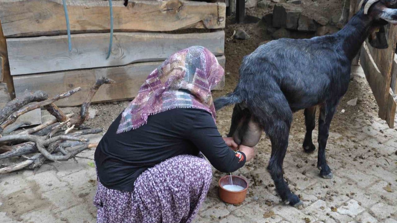 Niğde'nin Doğal Lezzeti: Keçi Sütü Yoğurdu