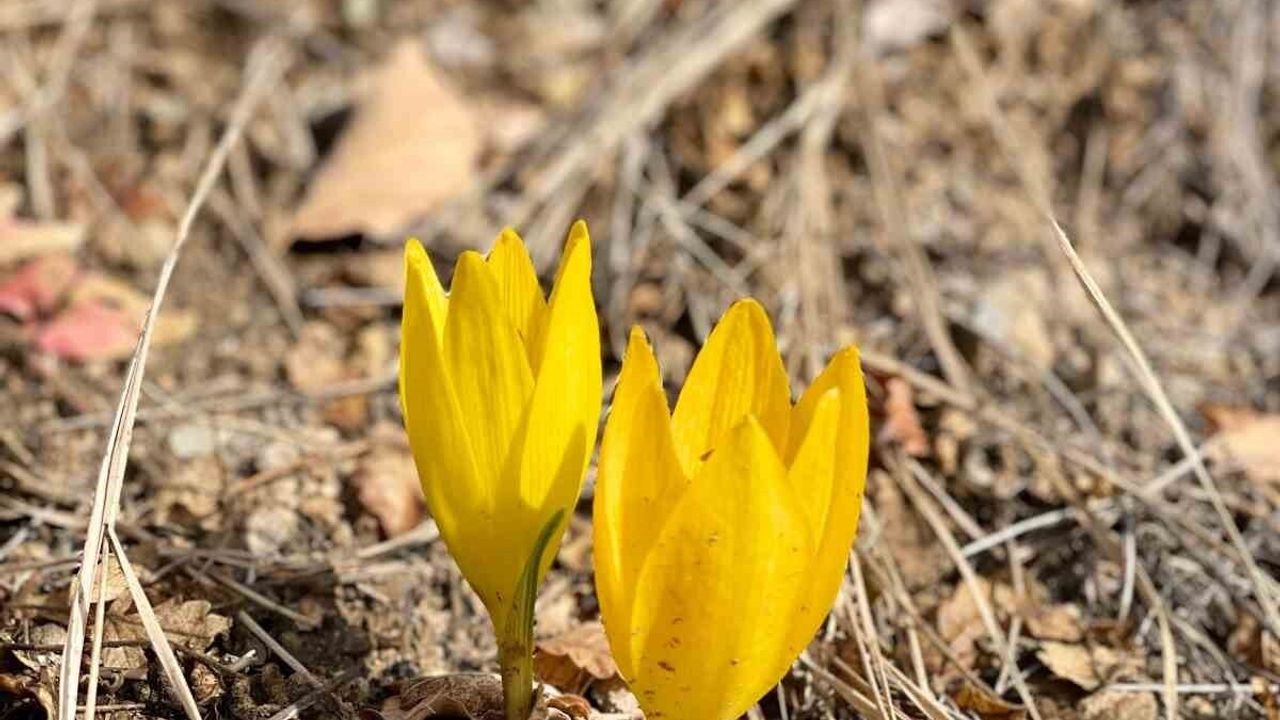 Ölbe Vadisi'nde Sonbaharda Nadir Çiğdemler İlgi Çekti