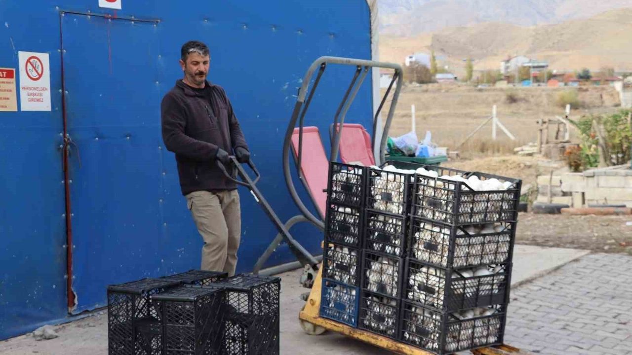 Oltu'da yılın son kültür mantar hasadı başladı