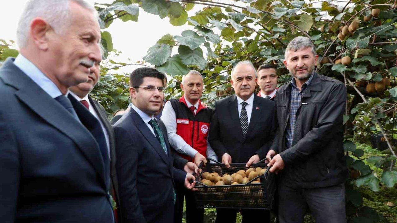 Ordu'da tescilli kivi hasadı başladı: 520 milyon TL katkı hedefi