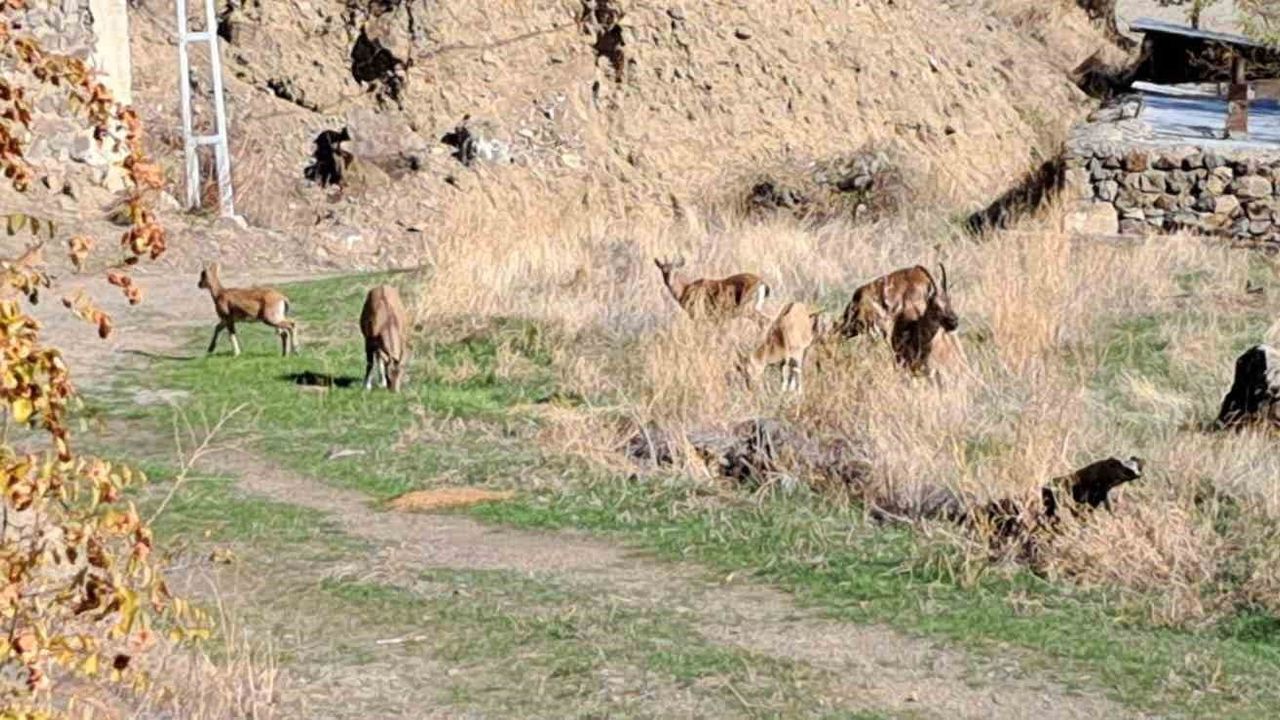 Ormanağzı'nda yaban keçileri köy içinde özgürce otluyor