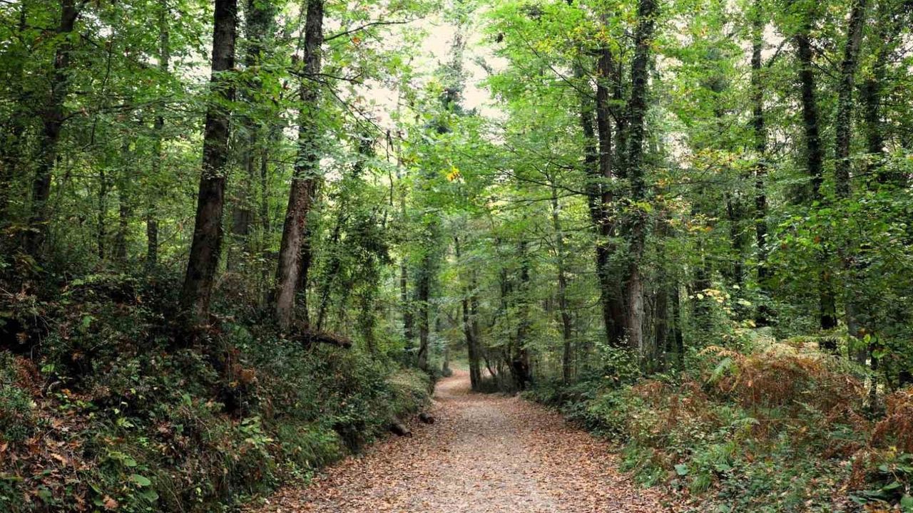 Ormanya sonbahar renkleriyle ziyaretçilerini bekliyor