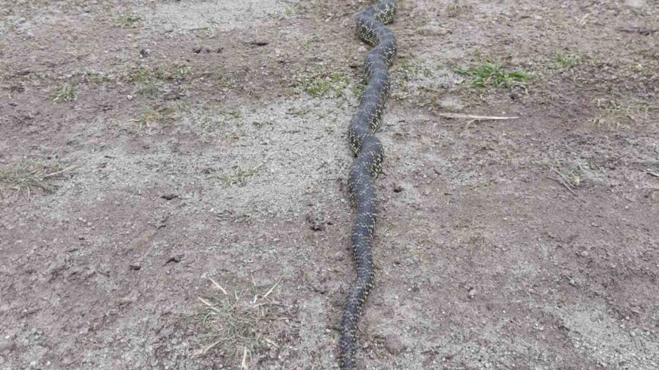 Orta Pınar Yaylası'nda engerek görüntüsü bölge sakinlerini tedirgin etti