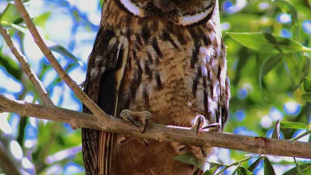 Özalp'te nadir kulaklı orman baykuşu (Asio otus) bahçede görüntülendi