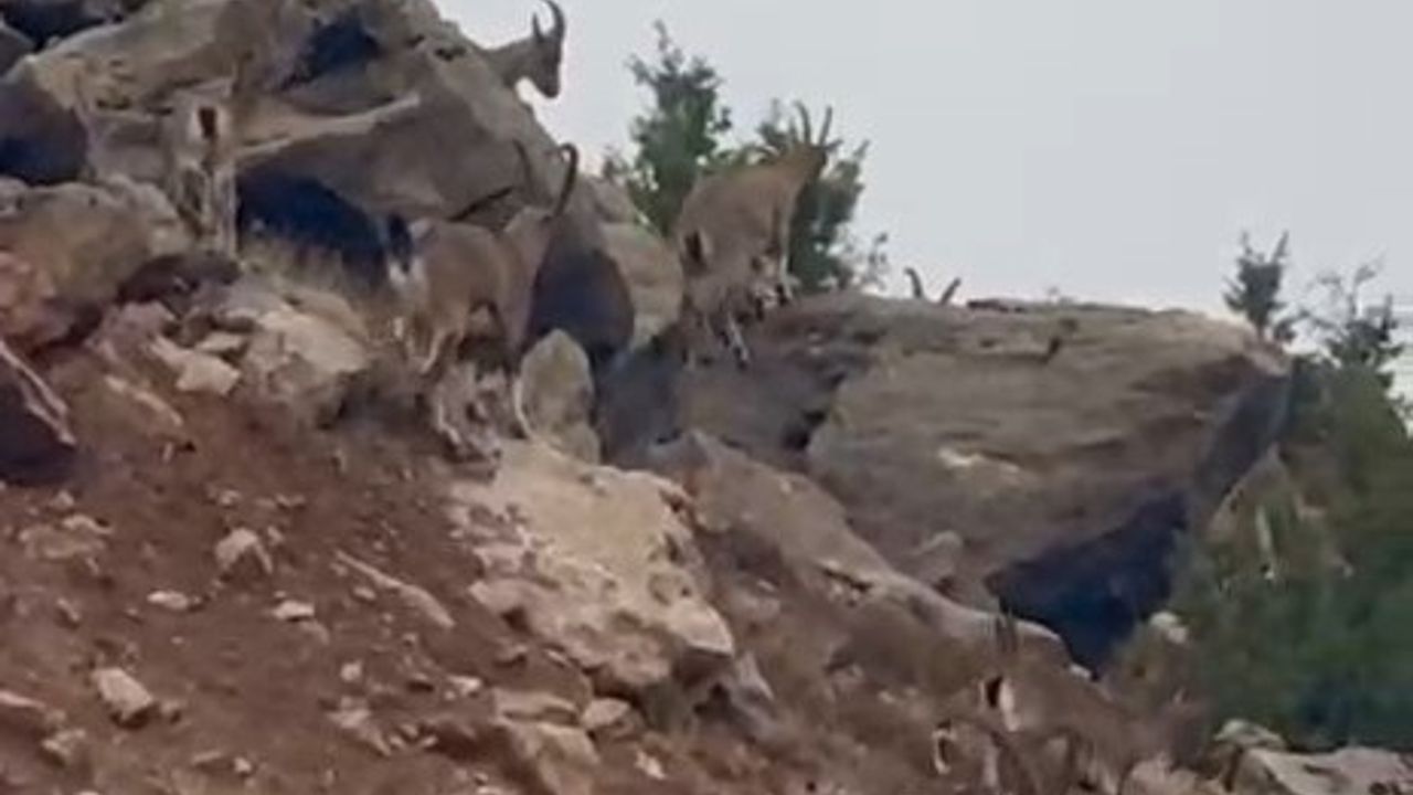 Palu kırsalında koruma altındaki dağ keçileri sürü halinde görüntülendi