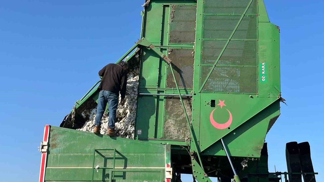 Pamuk Üreticileri Yağışlardan Olumsuz Etkilendi