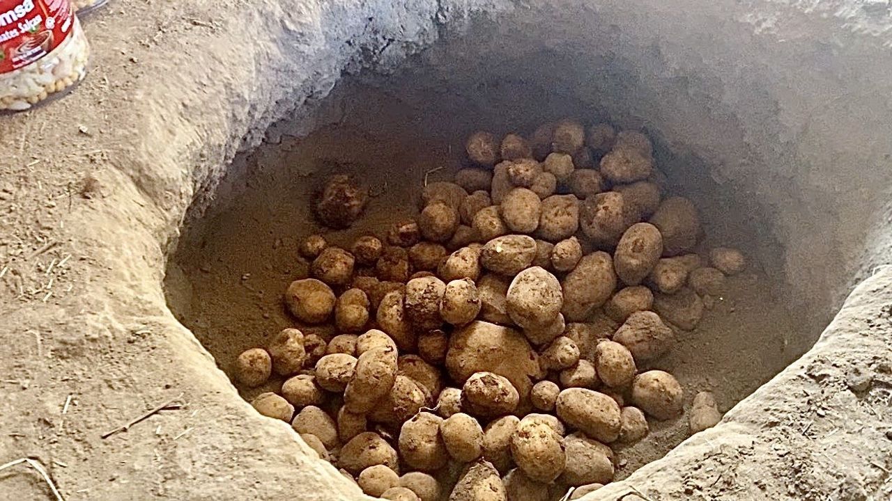 Patnos'ta kışlık patatesler geleneksel 'gömme' yöntemiyle korunuyor