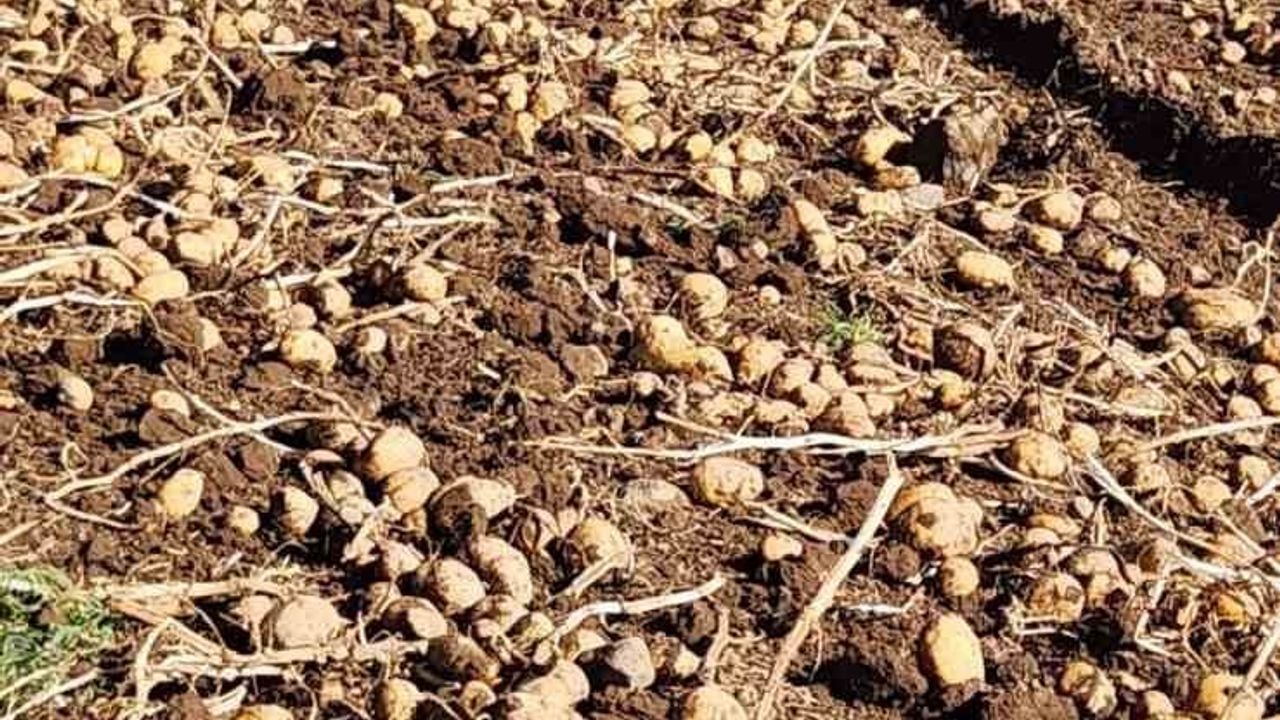 Patnos'ta patates hasadı tamamlandı: 500 dönümden bin 650 ton