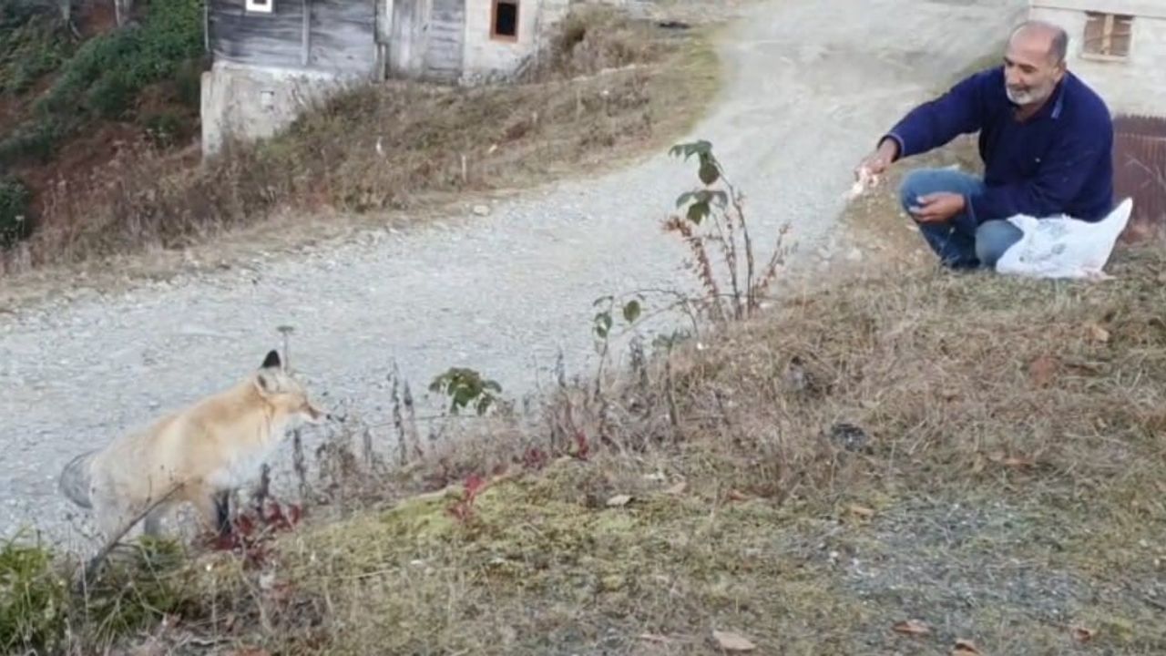 Pimbilona Yaylası'nda kapıya gelen tilkiyle sıra dışı dostluk