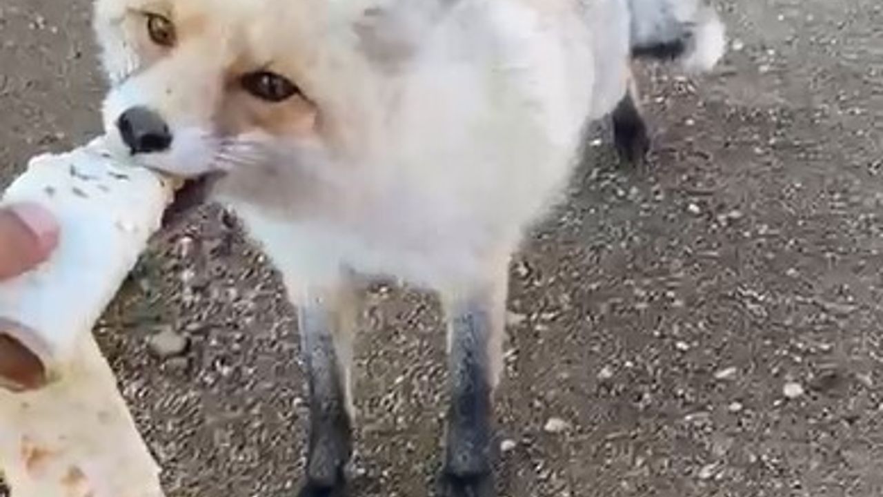 Pomza Ocağının Maskotu: 3 Yıllık Tilki Dostluğu