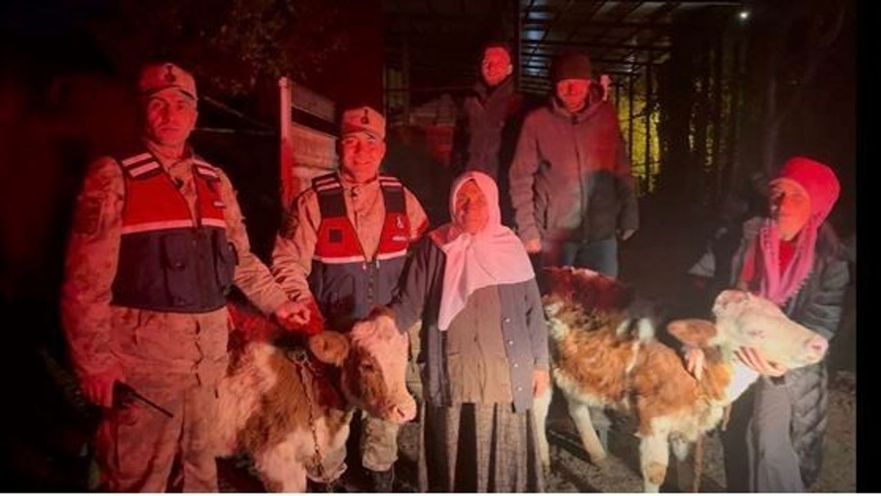 Posof'ta çalınan 2 büyükbaş hayvan jandarma tarafından sahibine teslim edildi