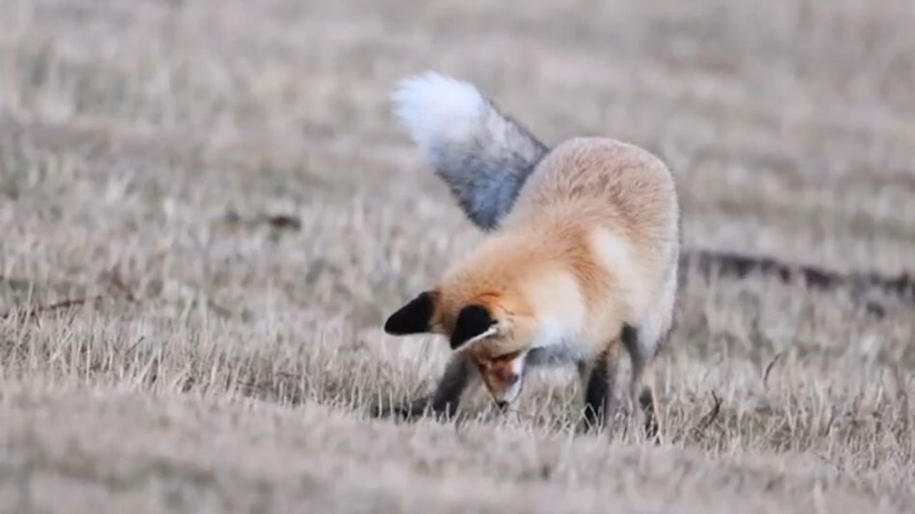 Posof'ta kızıl tilkinin fare avı kamerada