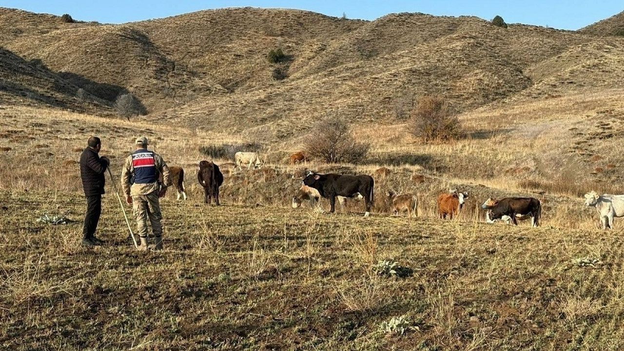 Refahiye'de kaybolan 23 büyükbaş hayvan drone ile bulunup sahibine teslim edildi