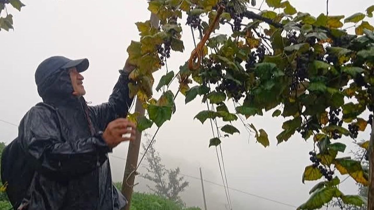 Rize’nin geleneksel lezzeti çüme