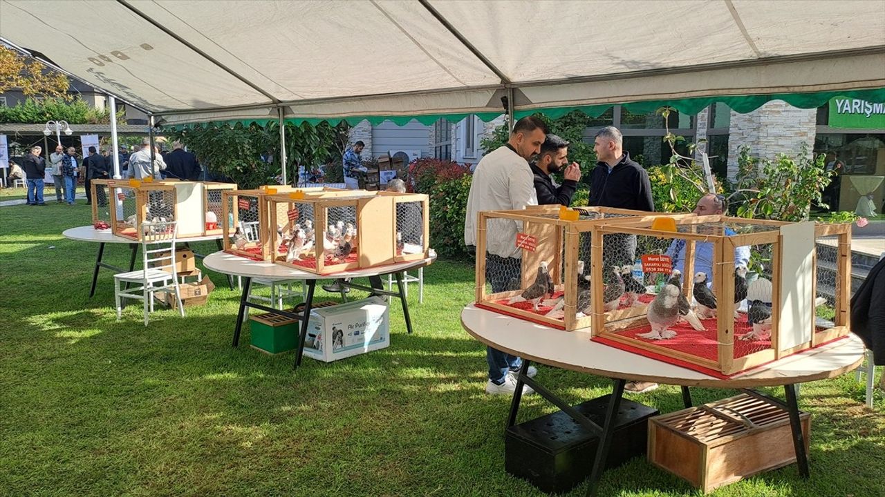 Sakarya'da 6. Tepeli Kostüm Güvercinleri Festivali Yapıldı