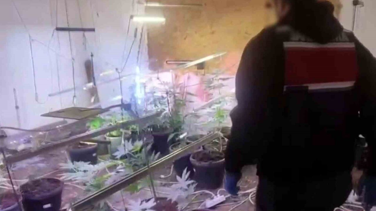 Sakarya'da iklimlendirme sistemiyle kapalı ortamda kenevir yetiştiren şüpheli tutuklandı