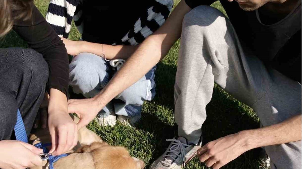 Sakarya'da Pati İzi Projesiyle 500 Sokak Hayvanı Sahiplendirildi