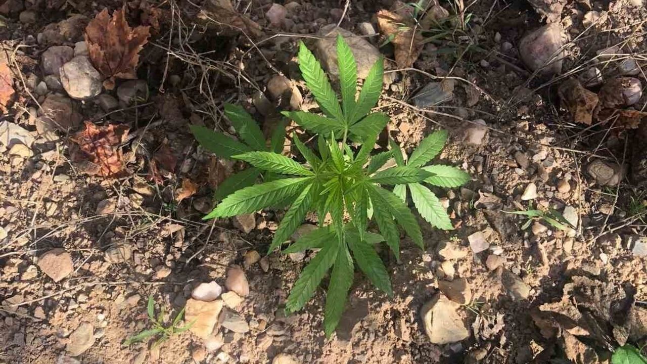 Salihli'de üzüm bağında 7 kök kenevir bulundu