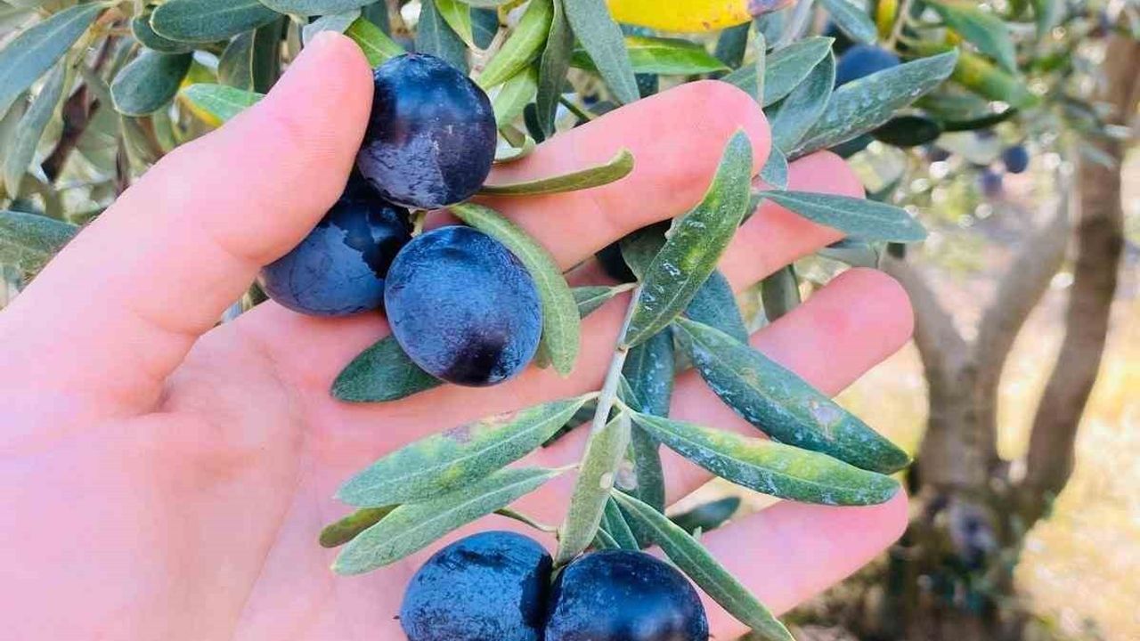 Salihli'de zeytin dal kanseri uyarısı üreticilere çağrı