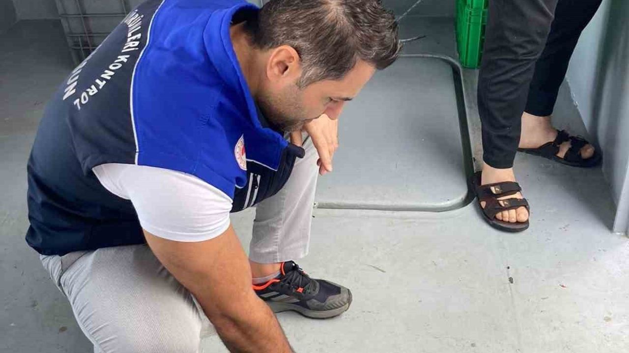 Samsun’da 1 milyon 843 bin 550 kilo hamsi denetlendi