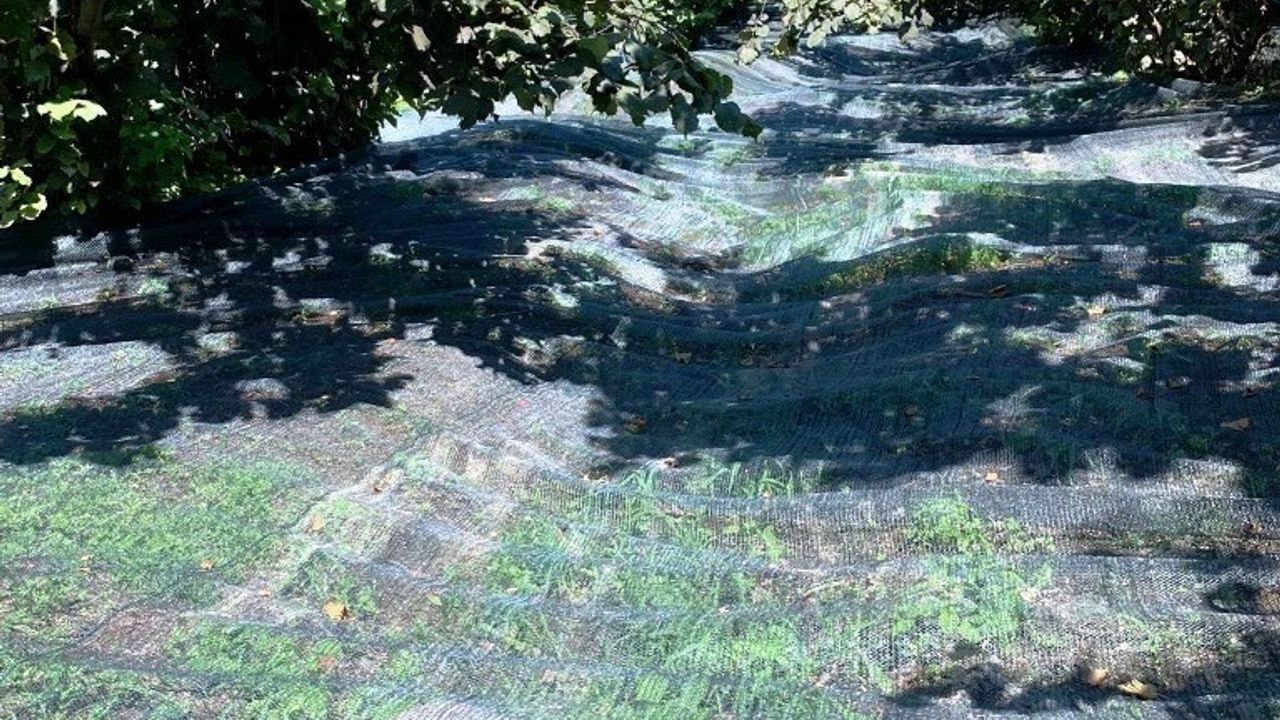 Samsun'da 63 yatırımcıya fındık hasat filesi hibesi