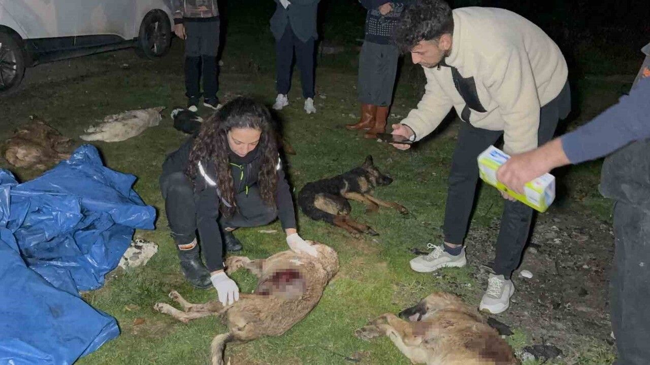 Samsun'da çöp konteynerinde 9 köpeğin cansız bedeni bulundu