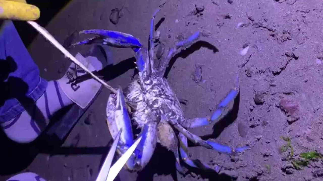 Samsun sahilinde nadir görülen mavi yengeç İncesu'da bulundu