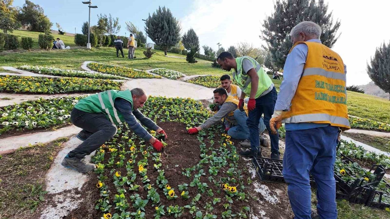 Şanlıurfa'da 400 bin mevsimlik çiçek belediye seralarında üretildi