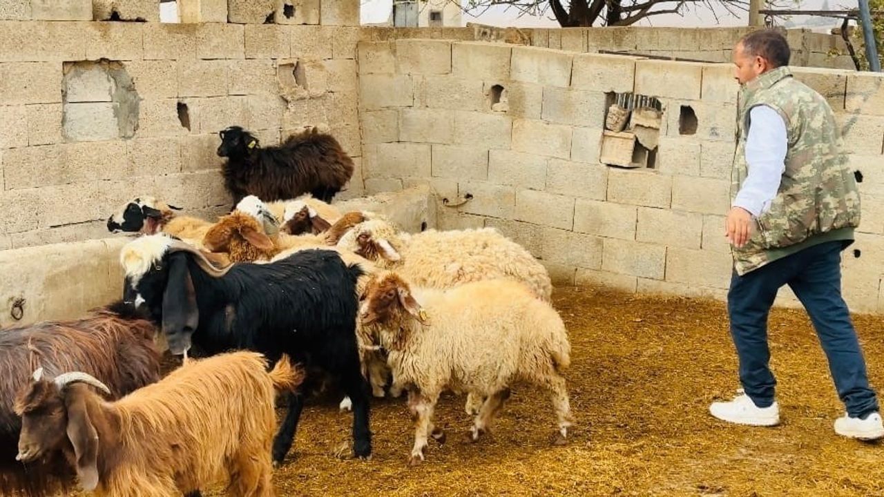 Şanlıurfa'da başıboş köpeklerin saldırısı: 5 koyun telef oldu