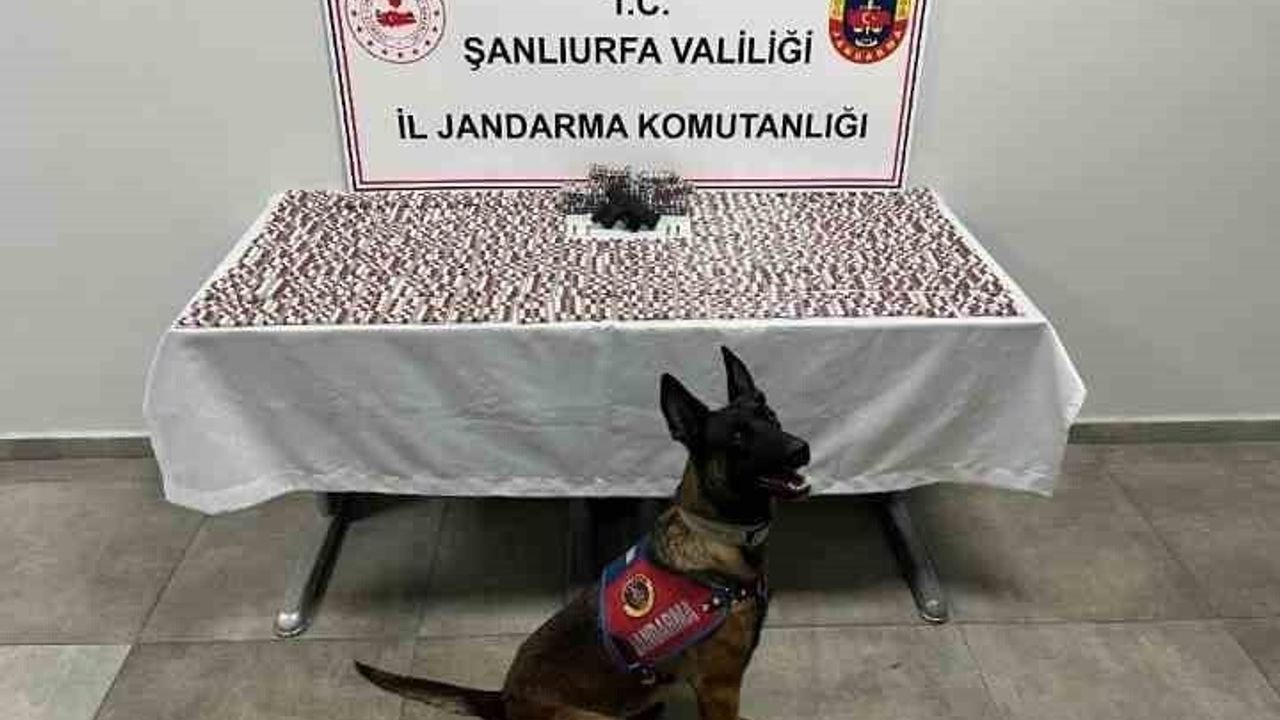 Şanlıurfa'da jandarmadan uyuşturucu operasyonu, 2 gözaltı