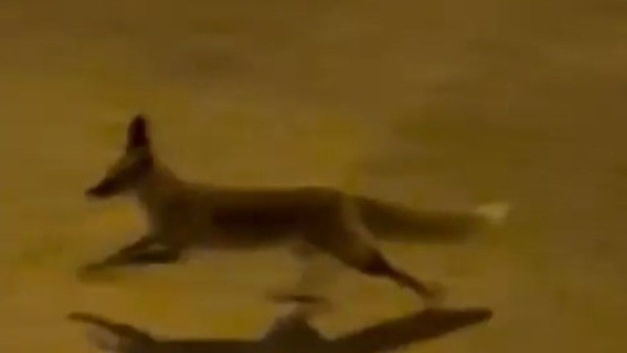 Şanlıurfa'da Kent Merkezine İnen Aç Tilki