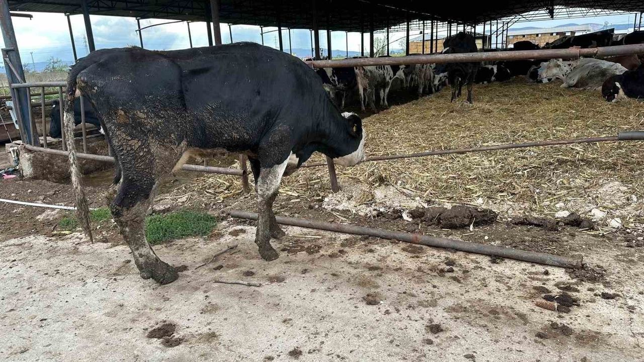 Şap için en etkili korunma: Aşılamayı ihmal etmeyin