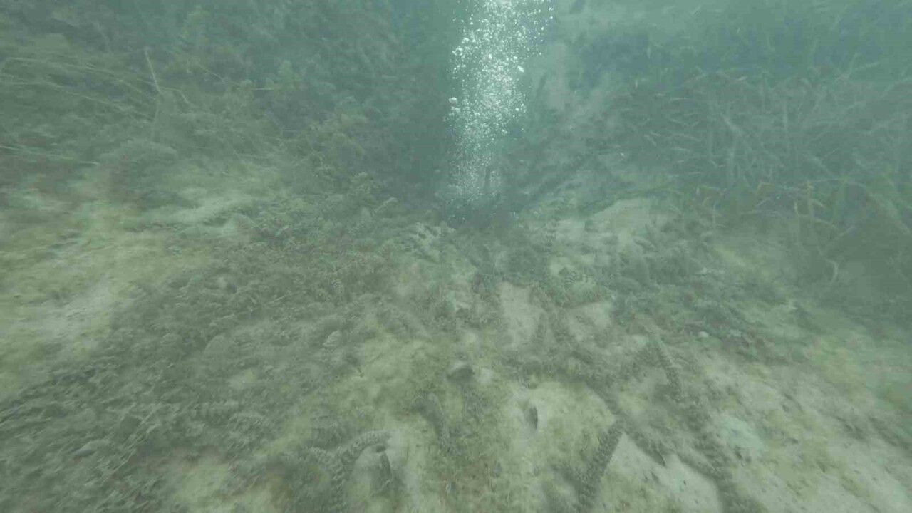 Sapanca Gölü'ndeki kabarcıkların sebebi: Yeraltından doğal hava çıkışı