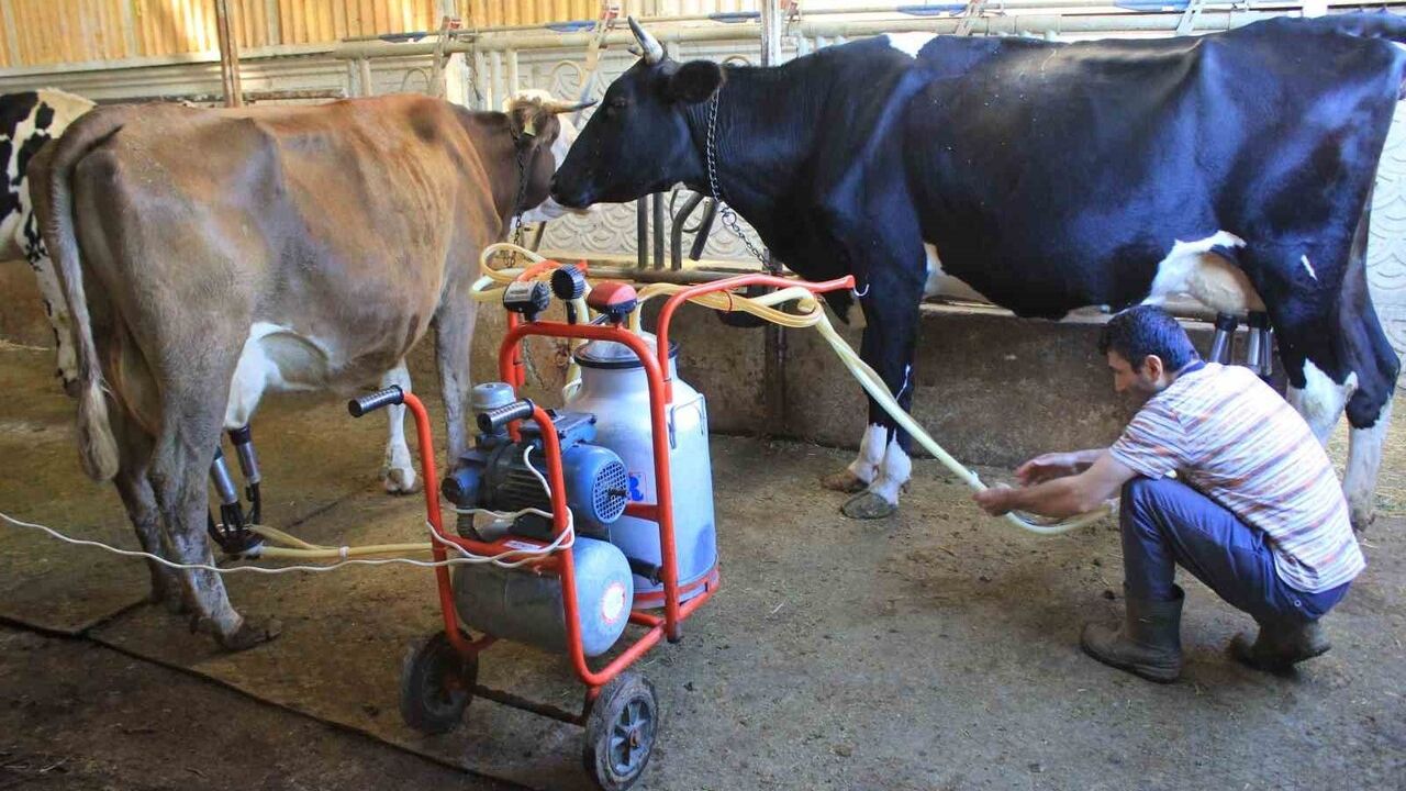 Şapın Etkisi: Beside %30, Süt Sığırlarında %15-20 Kayıp ve Et Fiyatlarında Artış Beklentisi