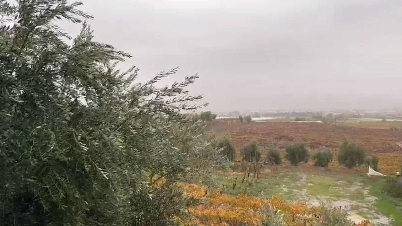 Sarıgöl’de beklenen yağışlar bağ ve tarlalara can suyu oldu