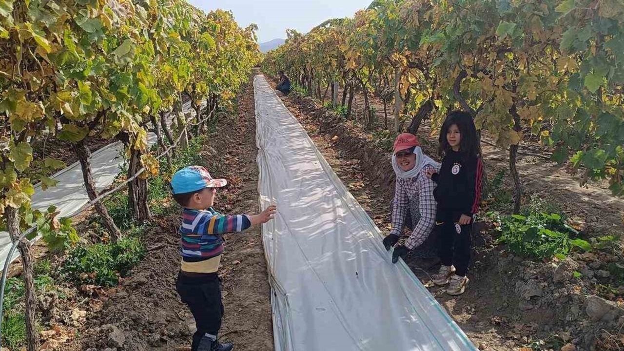 Sarıgöl'de örtü toplama işleri yoğunlaştı